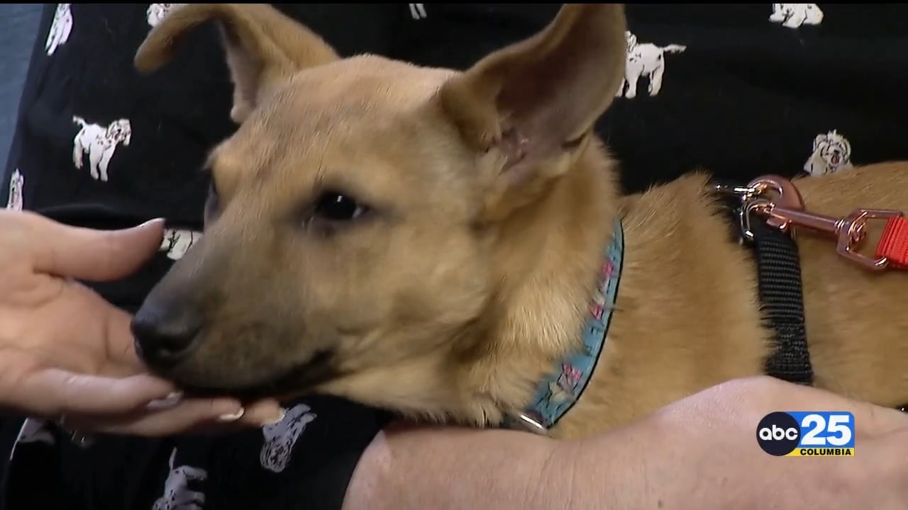 Pet of the Week: Jilly!