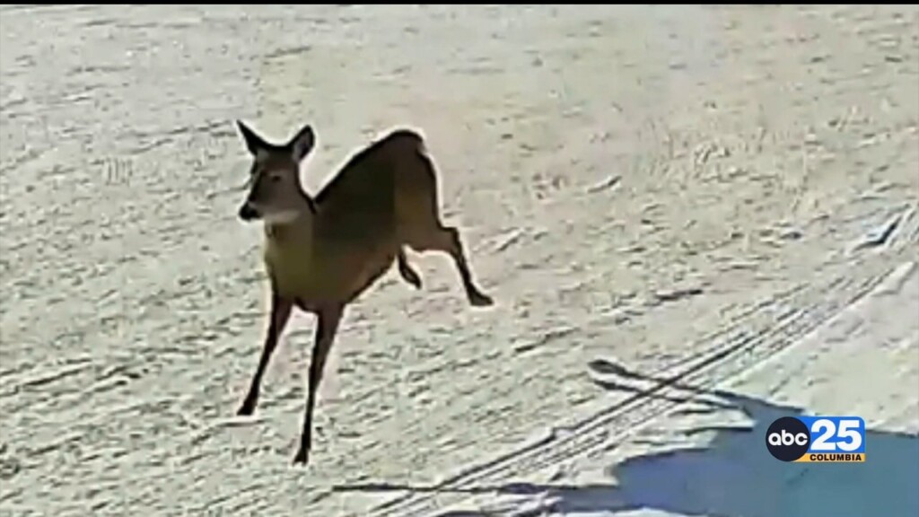Oh Deer