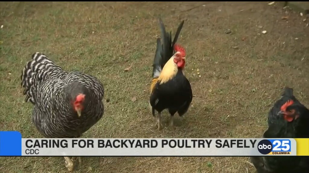 Cdc: Tips On Caring For Backyard Poultry Safely