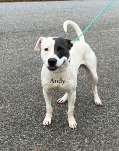 Andy