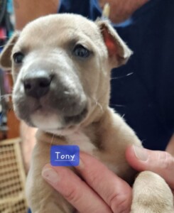 Tony