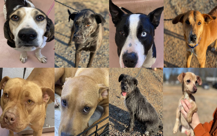 20230215pups