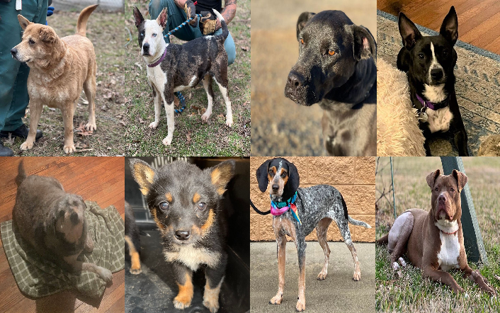 20230227pups