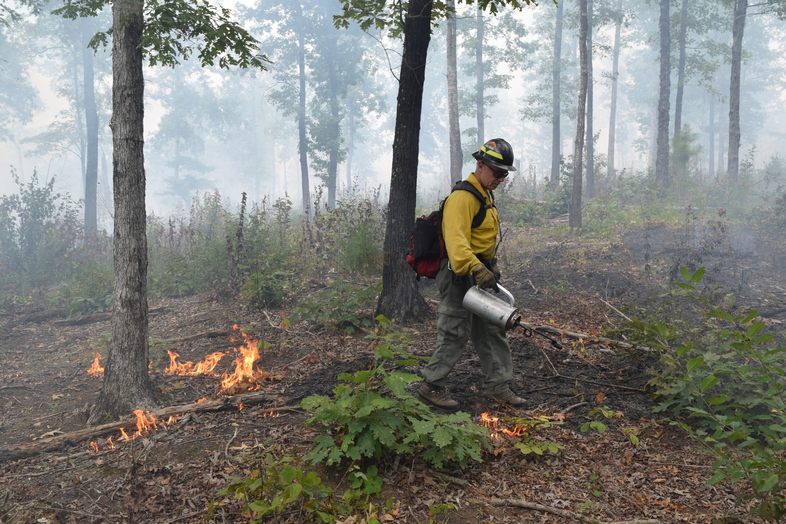 Prescribed Burns At Francis Marion And Sumter National Forests ...