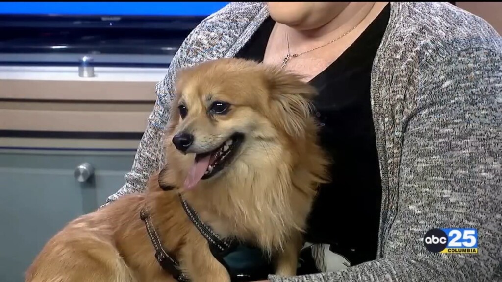 Pet Of The Week Tucker