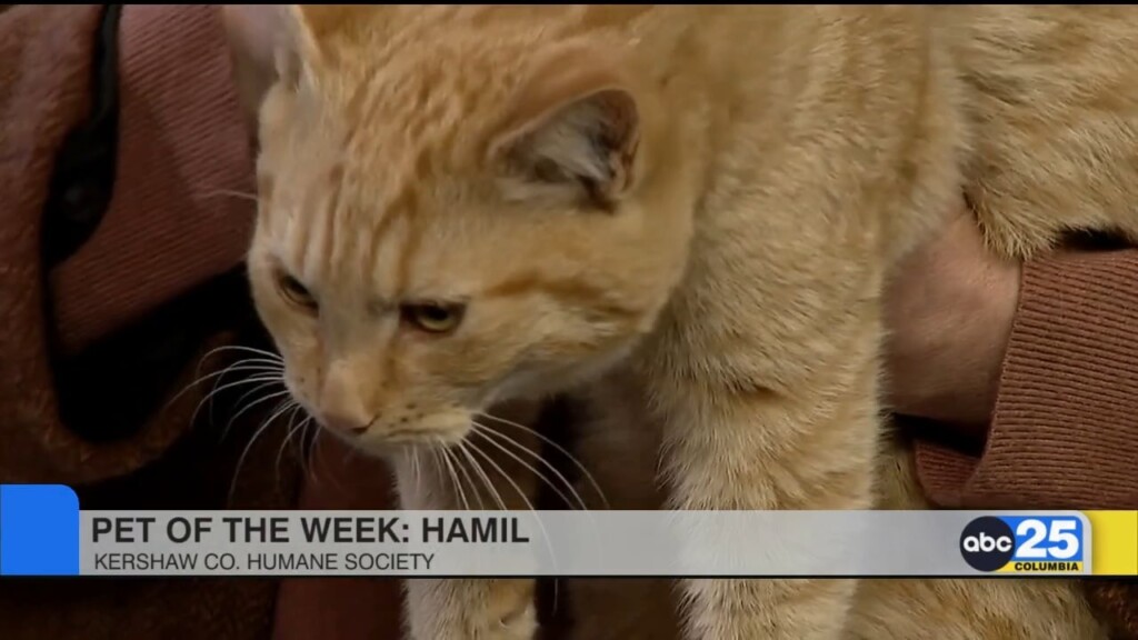 Pet Of The Week Hamil