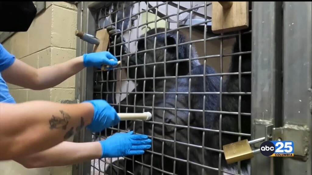 Three Gorillas At Riverbanks Zoo Receive Ultrasounds For Heart Issues