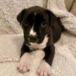 Addie