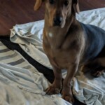 Malcolm
