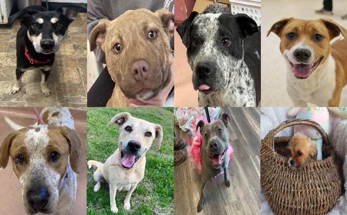 20230221pups