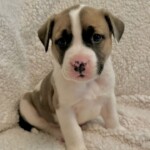 Zeke