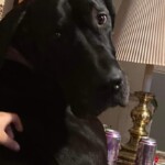 Hazel