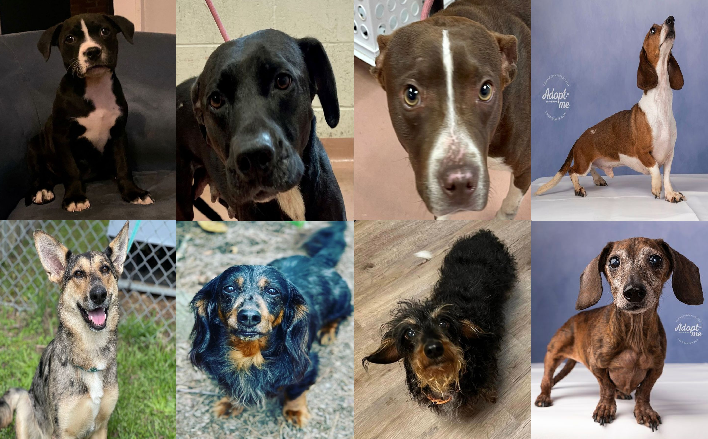 20230228pups