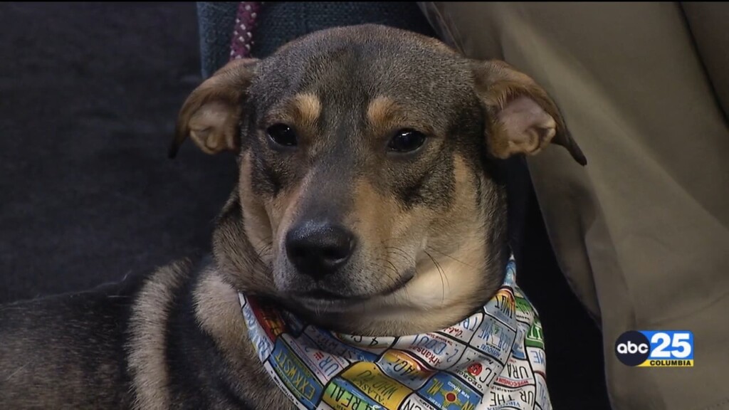 Pet Of The Week Mason