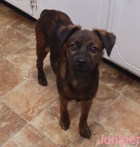 Juniper