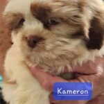 Kameron