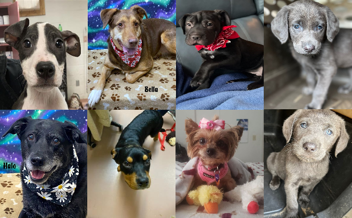 20230209pups