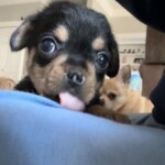 Stella