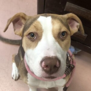 Stella