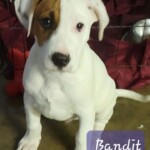 Bandit