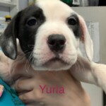 Yuria