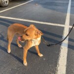 Roscoe