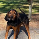 Duke