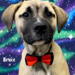 Bruce