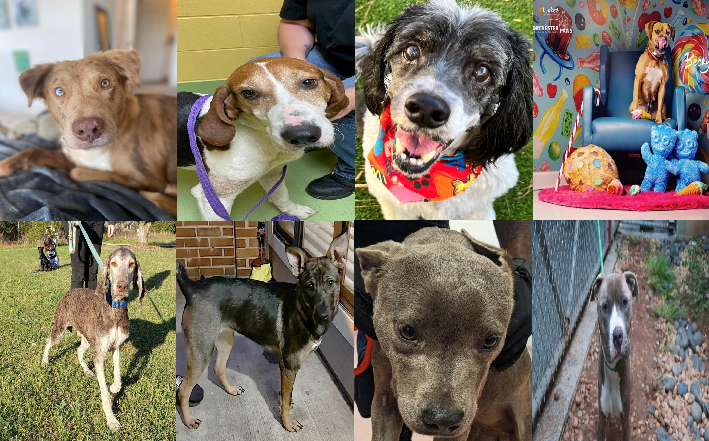 20230314pups