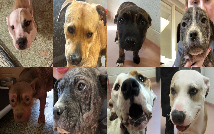 20230329pups