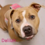 Delilah
