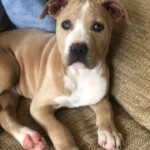 Moxie