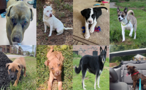 20230324pups