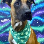Ruffles
