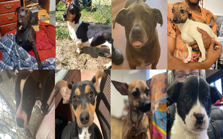 20230308pups