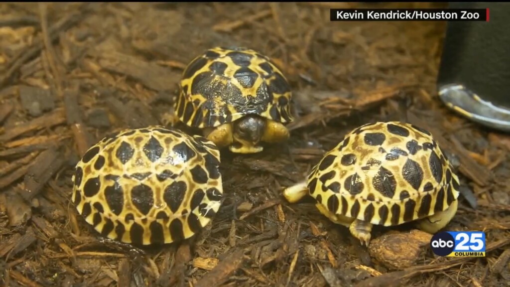 90 Year Old Tortoise Becomes First Time Dad
