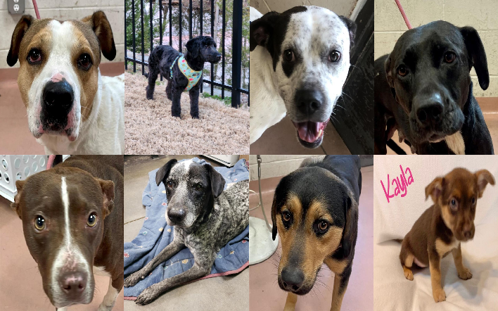 20230302pups