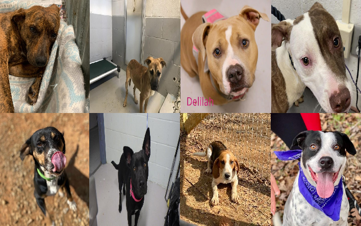 20230307pups