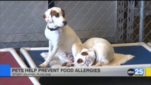 Pets Help Prevent Food Allergies According To Study