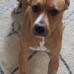 Bailey