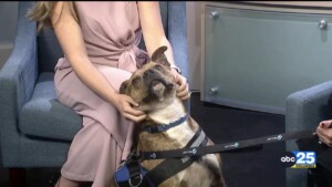 Virgil Pet