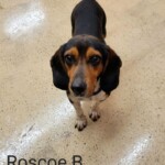 Roscoe B