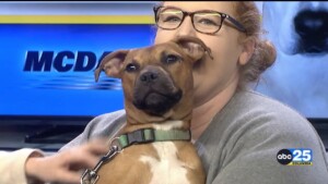 Pet Of The Week Abby