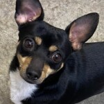 Chico
