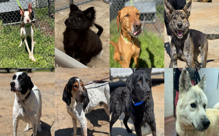 20230316pups