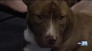 Pet Of The Week Bridgett