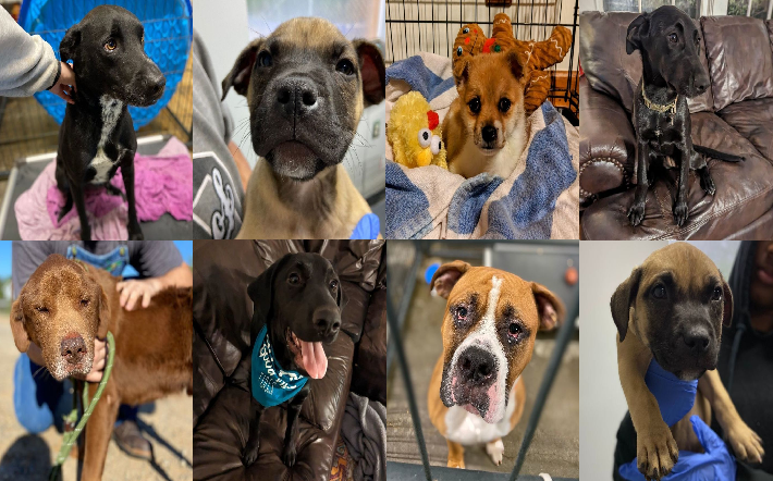 20230413pups