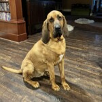 Otis