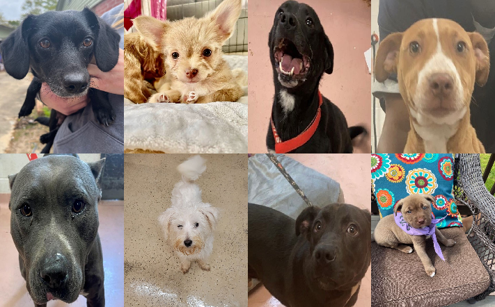 20230405pups