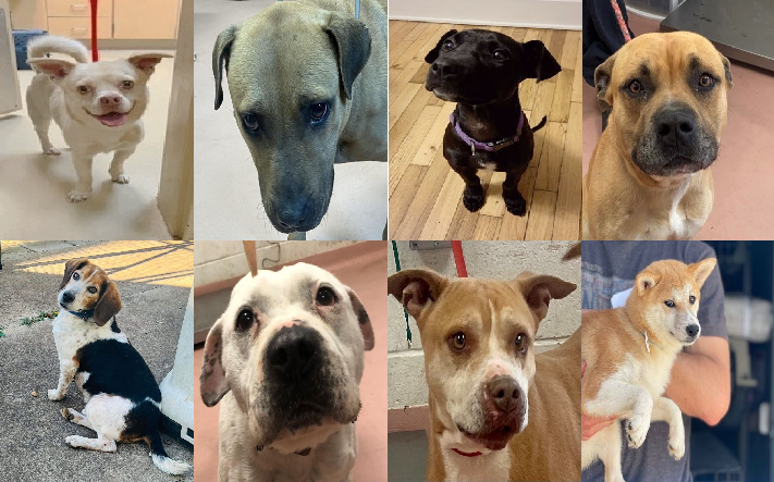 20230420pups